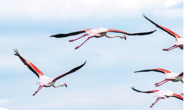 flamands flamands