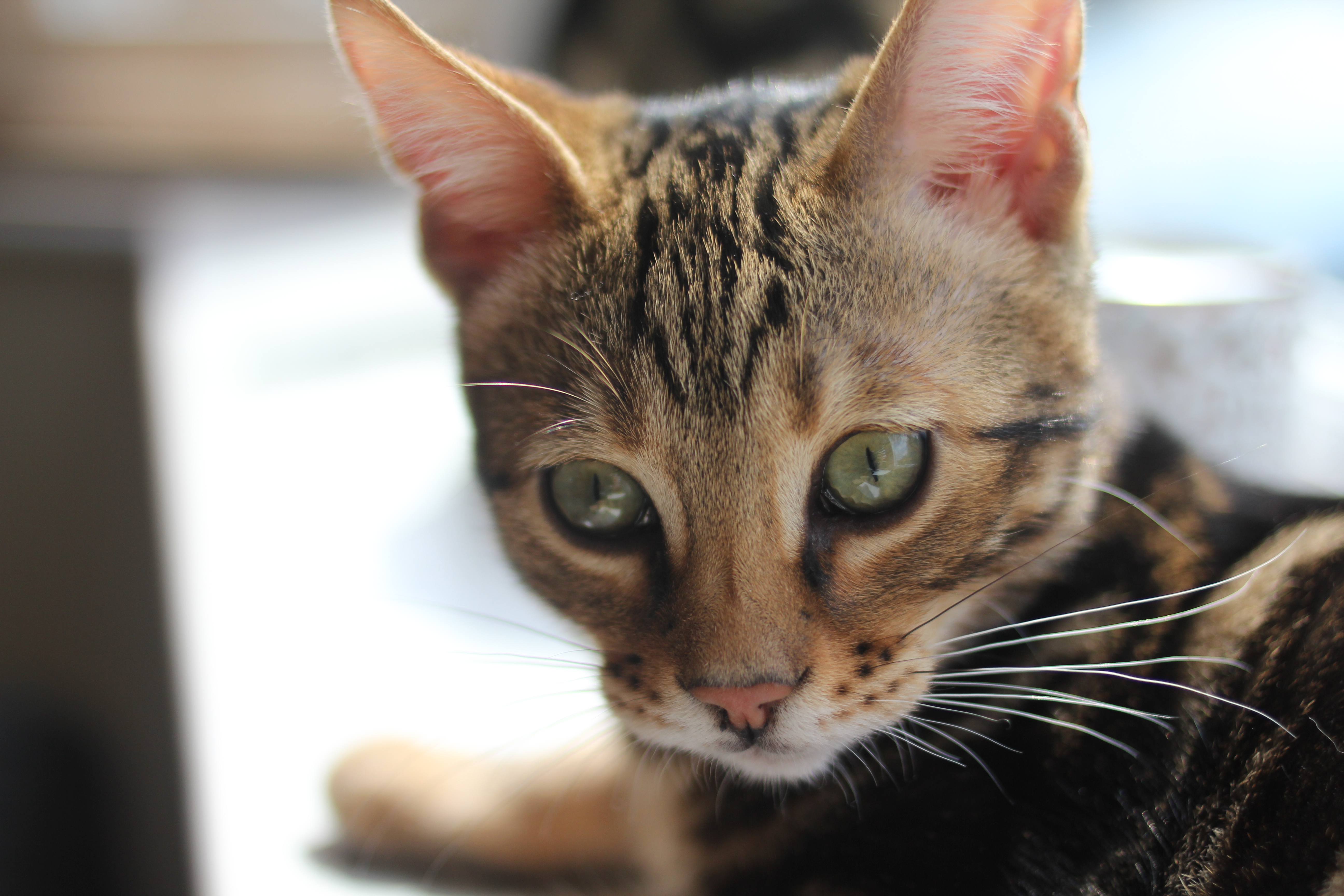 Dvd Test Une Vie De Chaton Un Documentaire Craquant Et Instructif Ce Que Pensent Les Femmes