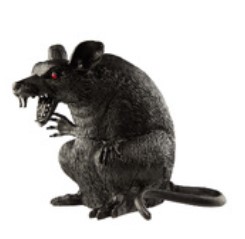 rat