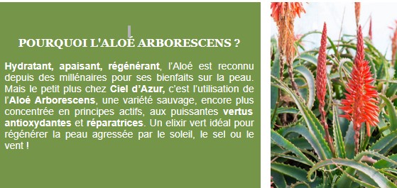 aloe aloe