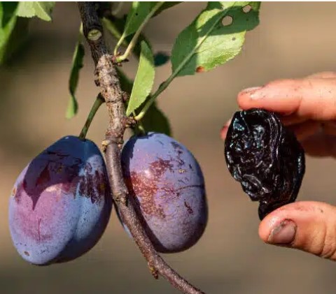 prunau